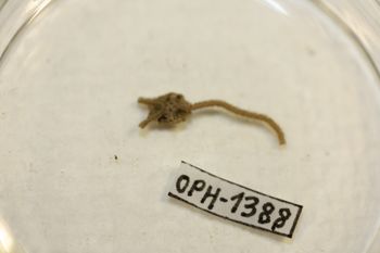 Media type: image;   Invertebrate Zoology OPH-1388 Description: Preserved specimen.;